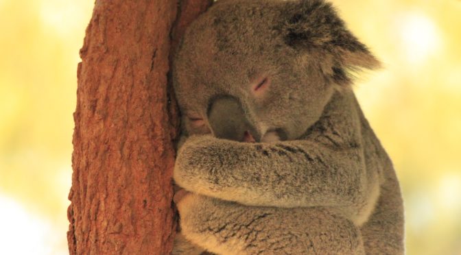 See the koalas and other animals at the Taronga Zoo