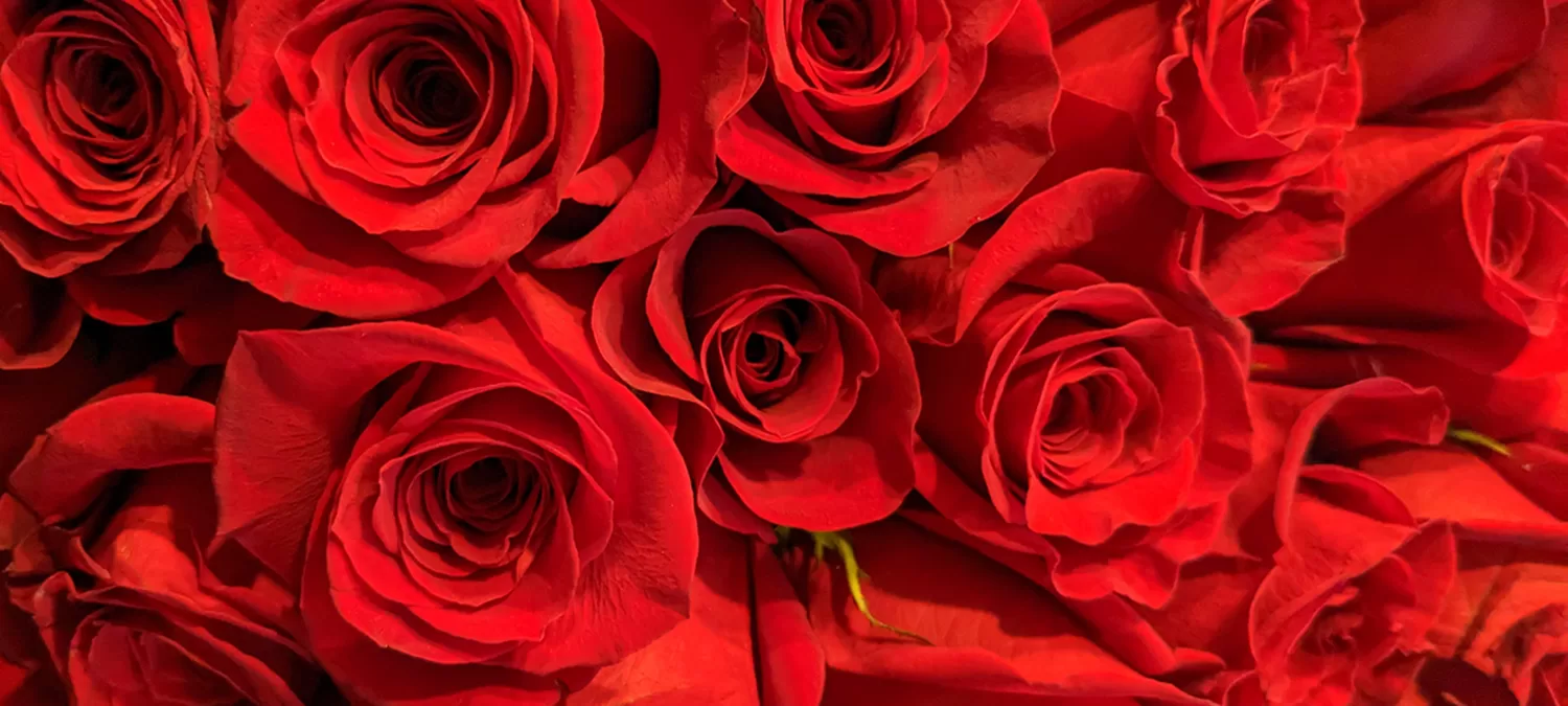 close up of red roses from Sam's Club